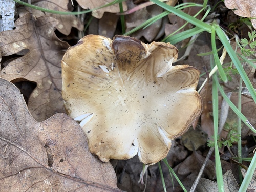 Melanoleuca arcuata