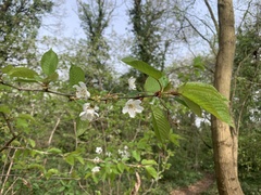 Prunus avium