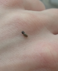 Trypodendron domesticum