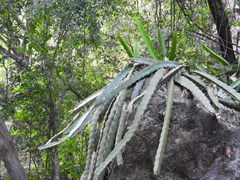 Selenicereus undatus