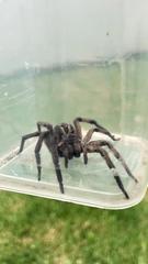 Lycosa erythrognatha