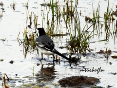Motacilla alba