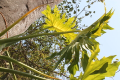 Philodendron dressleri