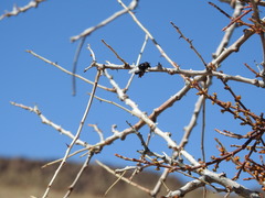 Copestylum comstocki