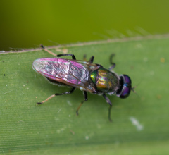 Prosopochrysa vitripennis