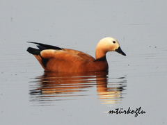 Tadorna ferruginea