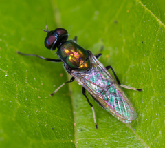 Prosopochrysa vitripennis