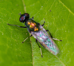Prosopochrysa vitripennis
