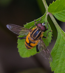 Mesembrius bengalensis