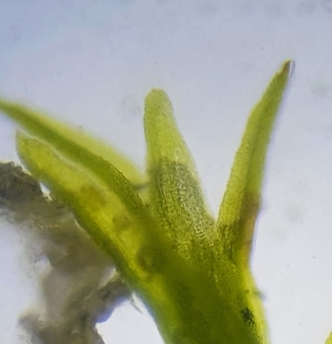 Image of Beric Beard-Moss (Leptobarbula berica) by no rights reserved