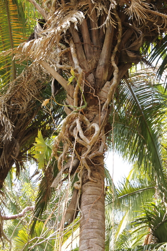 Philodendron dressleri, photograph 6