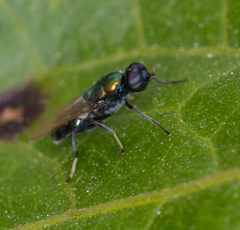 Prosopochrysa vitripennis
