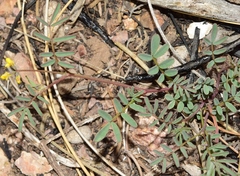 Hippocrepis ciliata