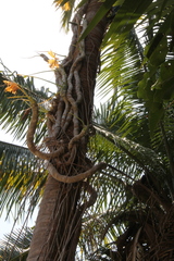 Philodendron dressleri