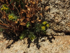 Euphorbia schizoloba