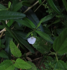 Pombalia linearifolia