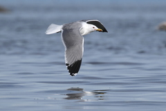 Larus californicus californicus