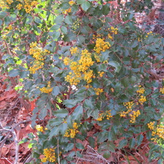 Berberis wilcoxii
