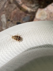 Tropidosteptes quercicola