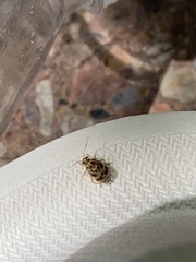 Tropidosteptes quercicola
