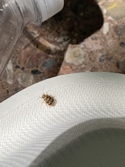 Tropidosteptes quercicola