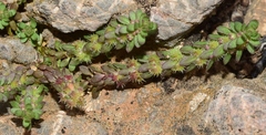 Valantia hispida