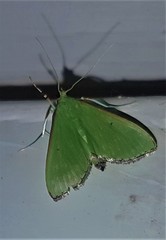 Parotis prasinophila