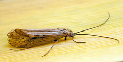 Chilostigma sieboldi