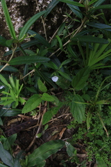 Pombalia linearifolia