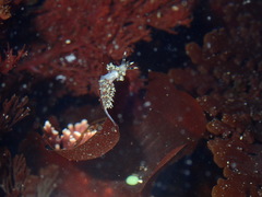 Image of Abronica abronia