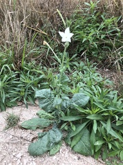 Nicotiana repanda