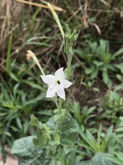 Nicotiana repanda