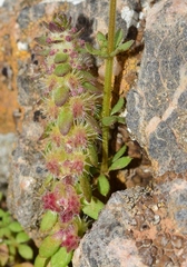 Valantia hispida