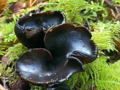 Plectania milleri