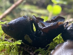 Plectania milleri