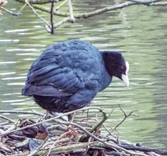 Fulica atra