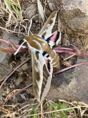 Hyles tithymali gecki