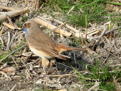 Luscinia svecica