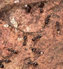 Crematogaster auberti