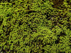 Pseudocrossidium crinitum