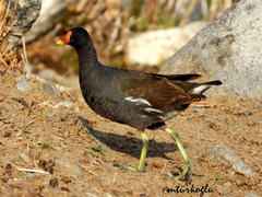 Gallinula chloropus