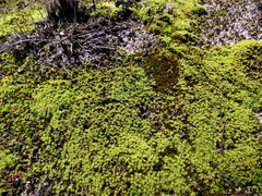 Pseudocrossidium crinitum