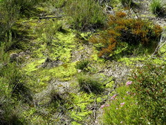 Pseudocrossidium crinitum