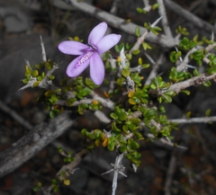 Oplonia moana