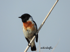Saxicola maurus