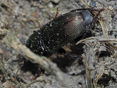 Harpalus distinguendus