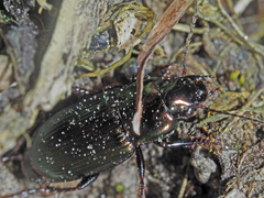 Harpalus distinguendus