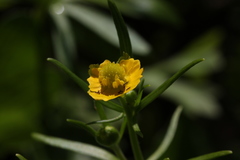 Ranunculus fallax