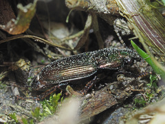 Harpalus distinguendus
