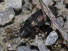 Harpalus distinguendus